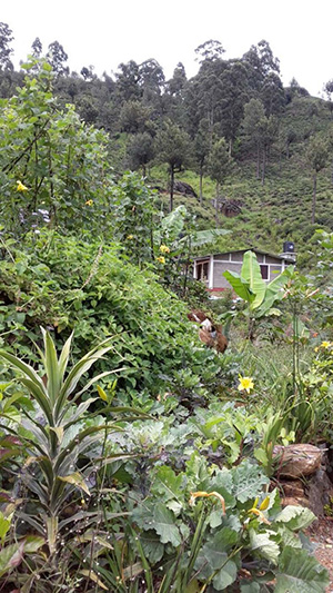 “Greening” Plantation Settlements in Nuwara Eliya District