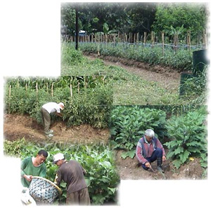 Peri-urban Agriculture under ISWM